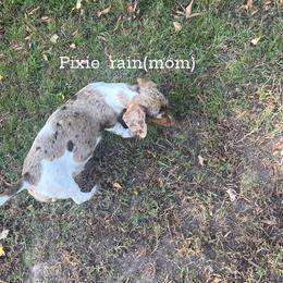 Pixie - Dachshund