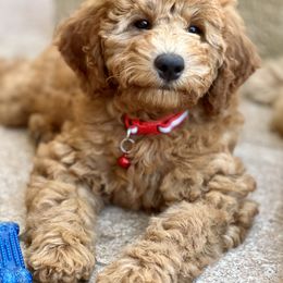 Poodle Puppies from Poodles of Tampa Bay