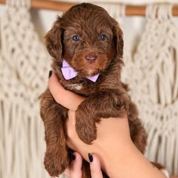Fawn - Merle female Goldendoodle puppy in Norcross, Georgia from Teddy Puppies