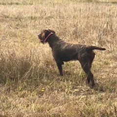 Pudelpointers from Happy Valley Gun Dogs