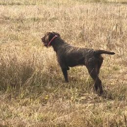 Pudelpointers from Happy Valley Gun Dogs
