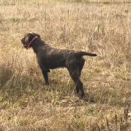 Pudelpointers from Happy Valley Gun Dogs