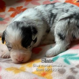 Slate - Blue merle female Australian Shepherd puppy in Bethany, Connecticut from Wynter Thyme Manor Australian shepherds