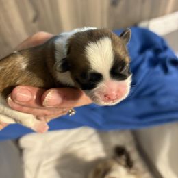 Baby Blue - Black gold and white female Mal-Shi puppy in Walterboro, South Carolina from Puddlejumpers