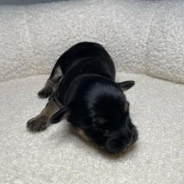 Anchor - Black and tan male Schnoodle puppy in Lathrop, Missouri from RR Schnoodles