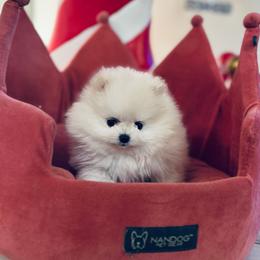 Prada - White female Pomeranian puppy in Charlotte, North Carolina from Kouture Pomeranians