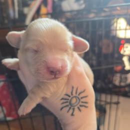 Dustin - Cream male Dachshund puppy in Barstow, California from Samy's Dachshund Den