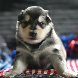 Willow - Seal and white female Alaskan Malamute puppy in Kingston, Tennessee from North Shore Alaskan Malamutes