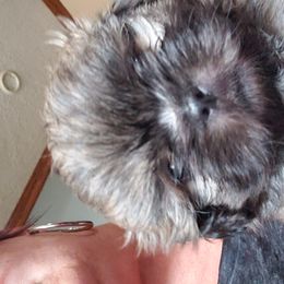 Shih Tzu Puppies from Sapphire Shih-Tzu's of Ohio