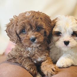 Cavalier King Charles Spaniel and Cavapoo Puppies from Adore Puppies