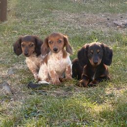 Dachshund puppies from Dueck Dachshunds