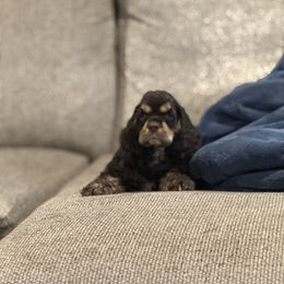 Reginald - Brown and tan male Cocker Spaniel puppy in Florence, South Carolina from Reddick's American Cocker Spaniels