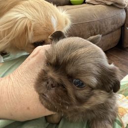 Rose - Red female Pekingese puppy in Mabank, Texas from Peke Lovers of Texas