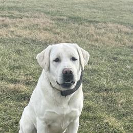 River - Labrador Retriever