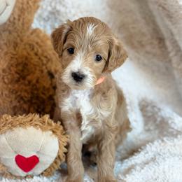 Wick - Apricot male Goldendoodle puppy in Wharton, Texas from Little Fur Friends