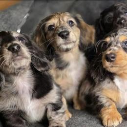 Dachshund puppies from Crowned Doxies