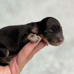 Nova - Black and cream female Dachshund puppy in Goodyear, Arizona from D&C Royal Dachshunds LLC