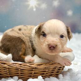 Ivory - Red merle female Australian Shepherd puppy in Statesville, North Carolina from Charming Australian Shepherds