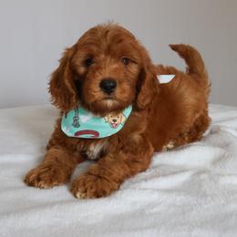 Murphy - Red  male Goldendoodle puppy in Apopka, Florida from Rae Precious Puppies