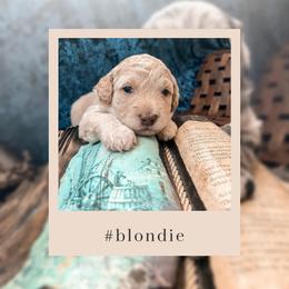 Goldendoodle Puppies from The Dood Effect