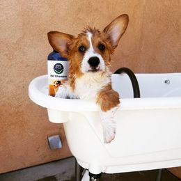 Pembroke Welsh Corgi Puppies from Pawm Springs Corgis