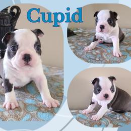 Cupid - Seal and white male Boston Terrier puppy in Rogersville, Alabama from Angel's Boston Terriers and French Bulldog