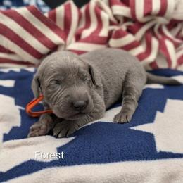 Boy 1 - Blue male Weimaraner puppy in Evart, Michigan from Drehbar Weimaraners