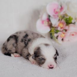 Border Collie and Maremma Sheepdog Puppies from 2J 2K Border Collies & Maremma Sheepdogs