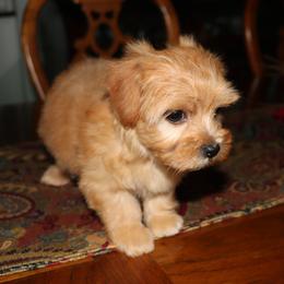 Annie - Red sable female Havanese puppy in Hamptonville, North Carolina from Alabama Havanese Kennel Tidewater Kennel