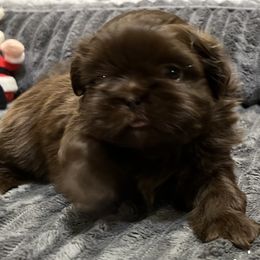Chocolate Liver - Chocolate male Shih Tzu puppy in Fair Grove, Missouri from Hilltop Shih Tzus