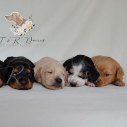 Dachshunds from T&R Doxies