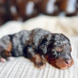 Waffles - Blue merle male Bernedoodle puppy in Travelers Rest, South Carolina from Bernedoodle.do