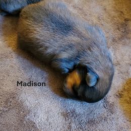 Madison (AKC) - Red sable female Pomeranian puppy in West Newton, Pennsylvania from Donna's Pomeranians