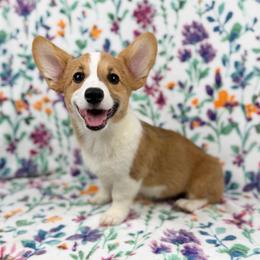 Sakura - Red female Pembroke Welsh Corgi puppy in Columbia, Tennessee from Wiggle B Ranch Corgis