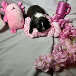 K - Black and white female Boston Terrier puppy in London, Kentucky from Puppy Love