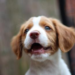 Jelly Roll - White and orange female Brittany puppy in Downers Grove, Illinois from Attitude Brittanys