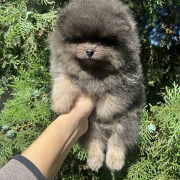 Leo - Blue and tan male Pomeranian puppy in Muskogee, Oklahoma from Wonderlust Pomeranians