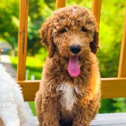 Goldendoodles from Doaks Creek Doodles