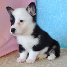 Australian Cattle Dog and Pembroke Welsh Corgi Puppies from Heelers in Texas