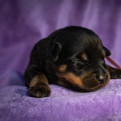 Magma - Black and rust female Beauceron puppy in Medina, Ohio from Beaucerons Des Vents