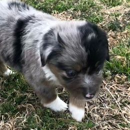 Miniature Australian Shepherds and Toy Australian Shepherds from JRT Toy & Mini Aussies