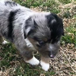 Miniature Australian Shepherds and Toy Australian Shepherds from JRT Toy & Mini Aussies