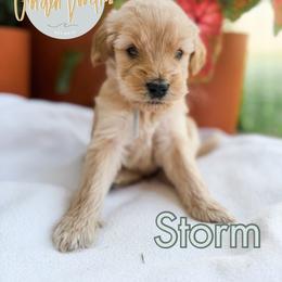 Storm - Cream male Goldendoodle puppy in Jacksonville, Florida from First Coast Goldendoodles