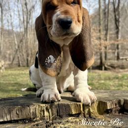 Sweetie Pie - Black white and brown female Basset Hound puppy in Dingess, West Virginia from Tuckers' Howling Hounds