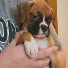 Molly - Fawn female Boxer puppy in Toledo, Ohio from Julie Wilmore Olympic Boxers