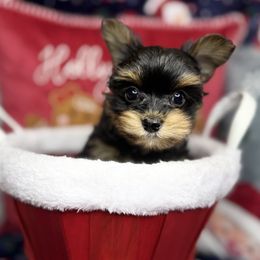 Webigail - Black and tan female Yorkshire Terrier puppy in Palm Coast, Florida from Fiesta Pups