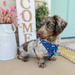 Frank - Dachshund