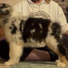 PineRiver Thas Uptown Funk - Blue merle male Australian Shepherd puppy in Luther, Michigan from Pine River Australian Shepherds