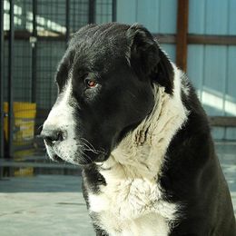 Central Asian Shepherd Dog All Grown Up from Alabaivalley