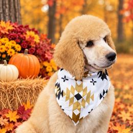 Johnny Cash - Cream male Poodle puppy in Lookout, California from Rossiter Poodles